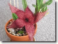 Stapelia