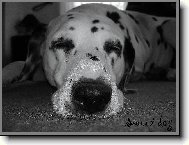 Dalmatian \\\\\(Dog standard\\\\\)