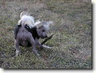 Chinese Crested Dog