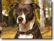 American Pit Bull Terrier