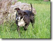 American Pit Bull Terrier