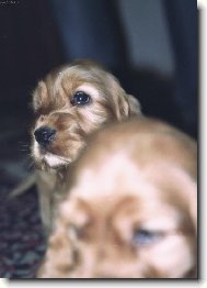 English Cocker Spaniel