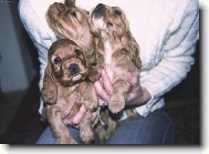 English Cocker Spaniel