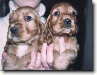 English Cocker Spaniel