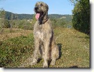 Irish wolfhound \\\\\\\\\\\\\\\\\\\\\(Dog standard\\\\\\\\\\\\\\\\\\\\\)