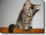 Maine Coon