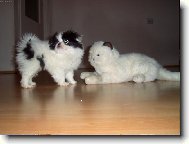 Chin, Japanese Chin