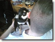 Chihuahua