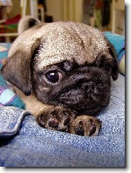 Pug