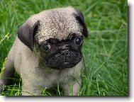 Pug