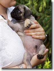 Pug