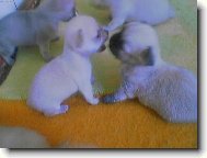 Chihuahua