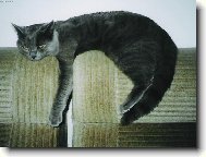 Chartreux cat