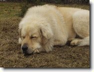 Tibetan Mastiff