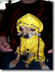 Chihuahua
