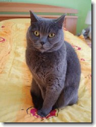 British shorthairs cat