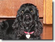 American Cocker Spaniel