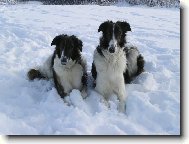 Borzoi  Russian Hunting Sighthound