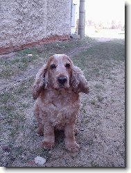 English Cocker Spaniel