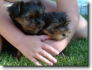 Jorkrsk terier, Yorkshire Terrier,