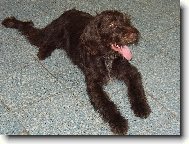 Czech Pointer, Bohemian wire-haired Pointing griffon