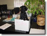 Chinese Crested Dog