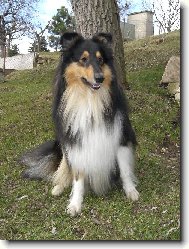 Collie Rough