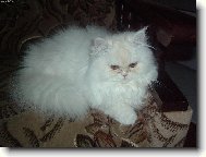 Persian cat