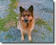 German Shepherd Dog