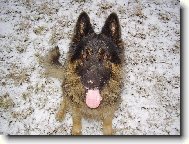 German Shepherd Dog