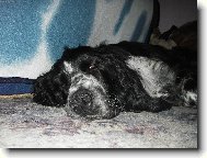 English Springer Spaniel