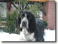 English Springer Spaniel