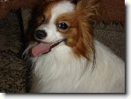 Papillon