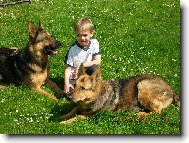 German Shepherd Dog