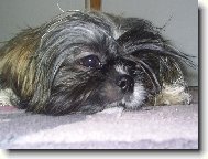 Shih-Tzu