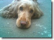 English Cocker Spaniel