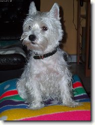 West highland white terrier \\\\\(Dog standard\\\\\)