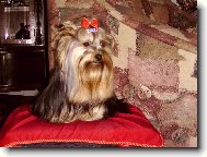 Jorkrsk terier, Yorkshire Terrier,