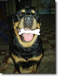 Rottweiler