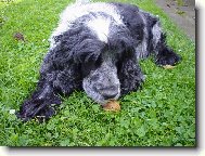 English Cocker Spaniel