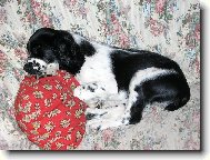 English Springer Spaniel