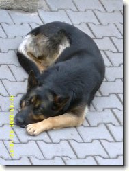 German Shepherd Dog
