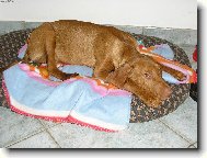 Rövidszörü Magyar Vizsla, Hungarian Short-haired Pointing Dog