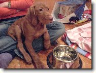 Rövidszörü Magyar Vizsla, Hungarian Short-haired Pointing Dog