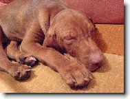 Rövidszörü Magyar Vizsla, Hungarian Short-haired Pointing Dog