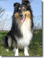 Collie Rough