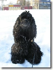 American Cocker Spaniel