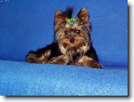 Jorkrsk terier, Yorkshire Terrier,