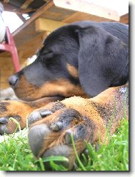 Rottweiler