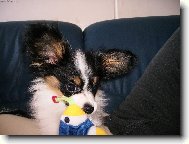 Papillon